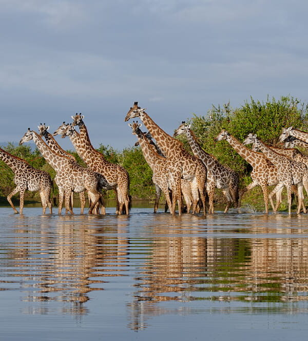 selous-giraffe-river-reflections