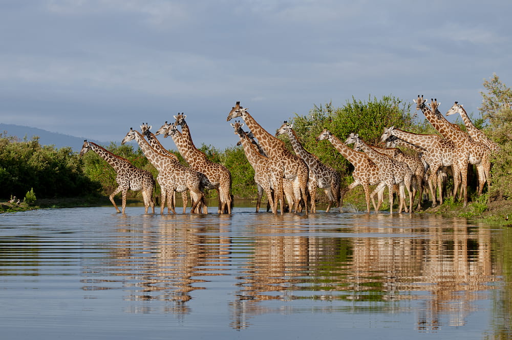 selous-giraffe-river-reflections